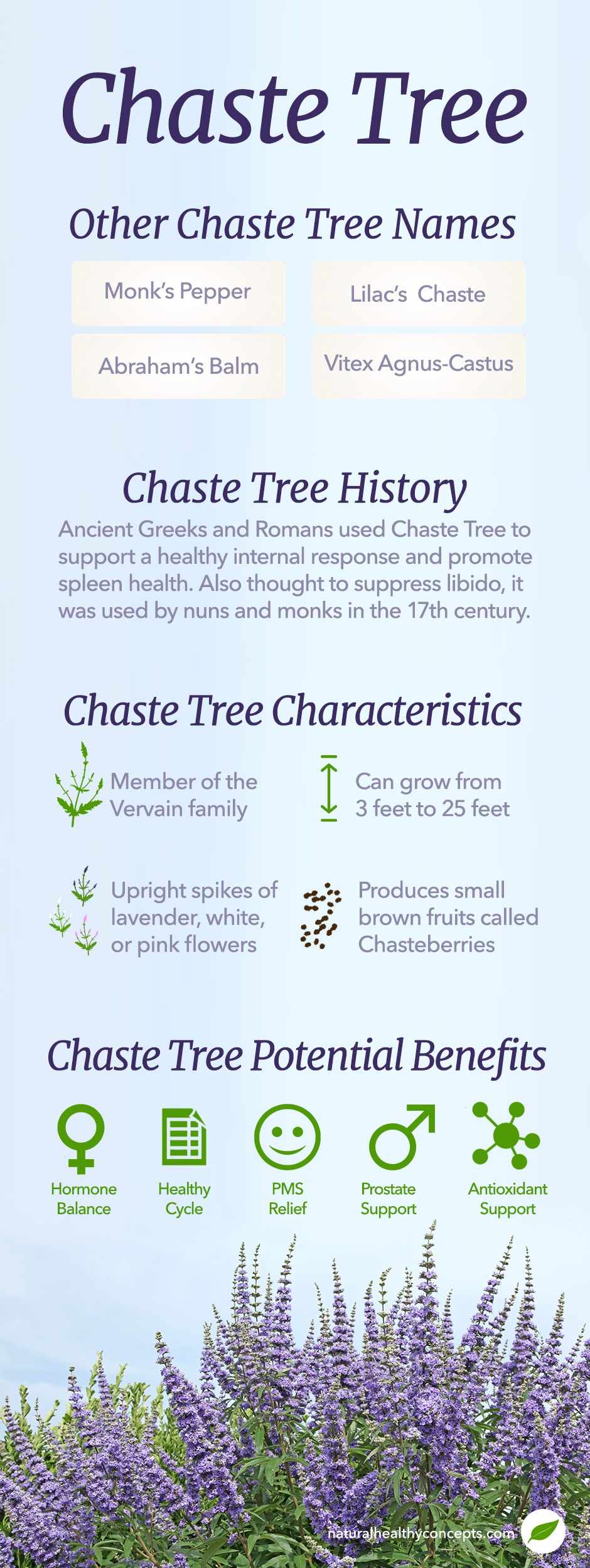 chaste tree infographic