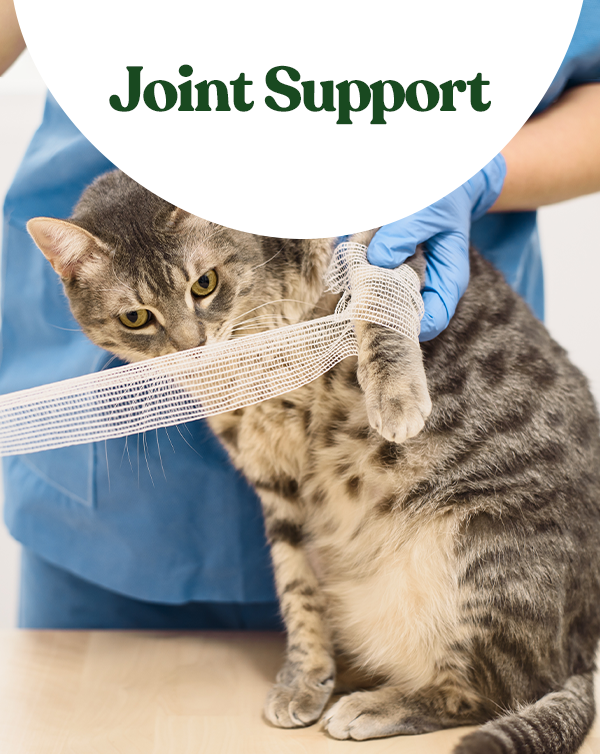 Pet Joint Support